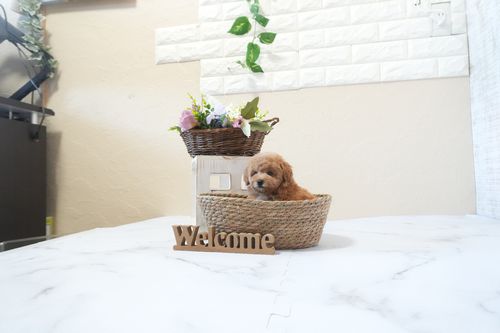 滋賀県のトイプードル(タイニー) (いっぷく湖南店/2025年12月21日生まれ/女の子/レッドフォーン)の子犬の4枚目の画像