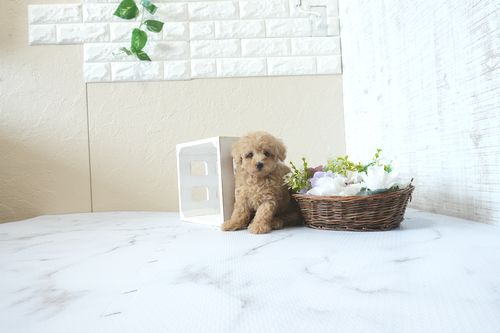 滋賀県のトイプードル(タイニー) (いっぷく湖南店/2026年4月4日生まれ/男の子/オレンジフォーン)の子犬の1枚目の画像