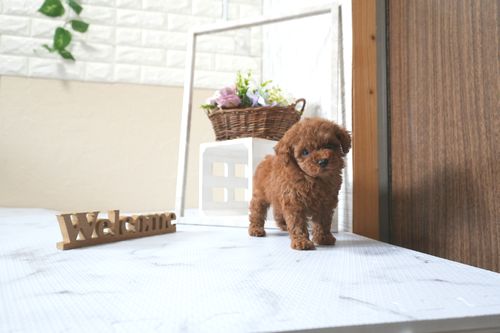 滋賀県のトイプードル(トイ) (いっぷく湖南店/2025年7月27日生まれ/女の子/レッドフォーン)の子犬の2枚目の画像