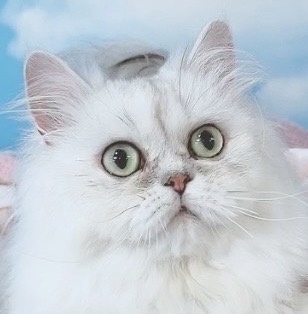 千葉県のペルシャ (Breeder & Petsalon MAU/2023年5月1日生まれ/男の子/チンチラシルバー)の子猫