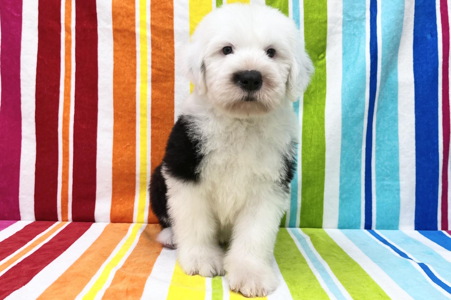 愛知県のオールドイングリッシュシープドッグ (ハピースペット一宮三条アミーゴ店/2026年2月24日生まれ/男の子/グレーホワイト)の子犬の1枚目の画像