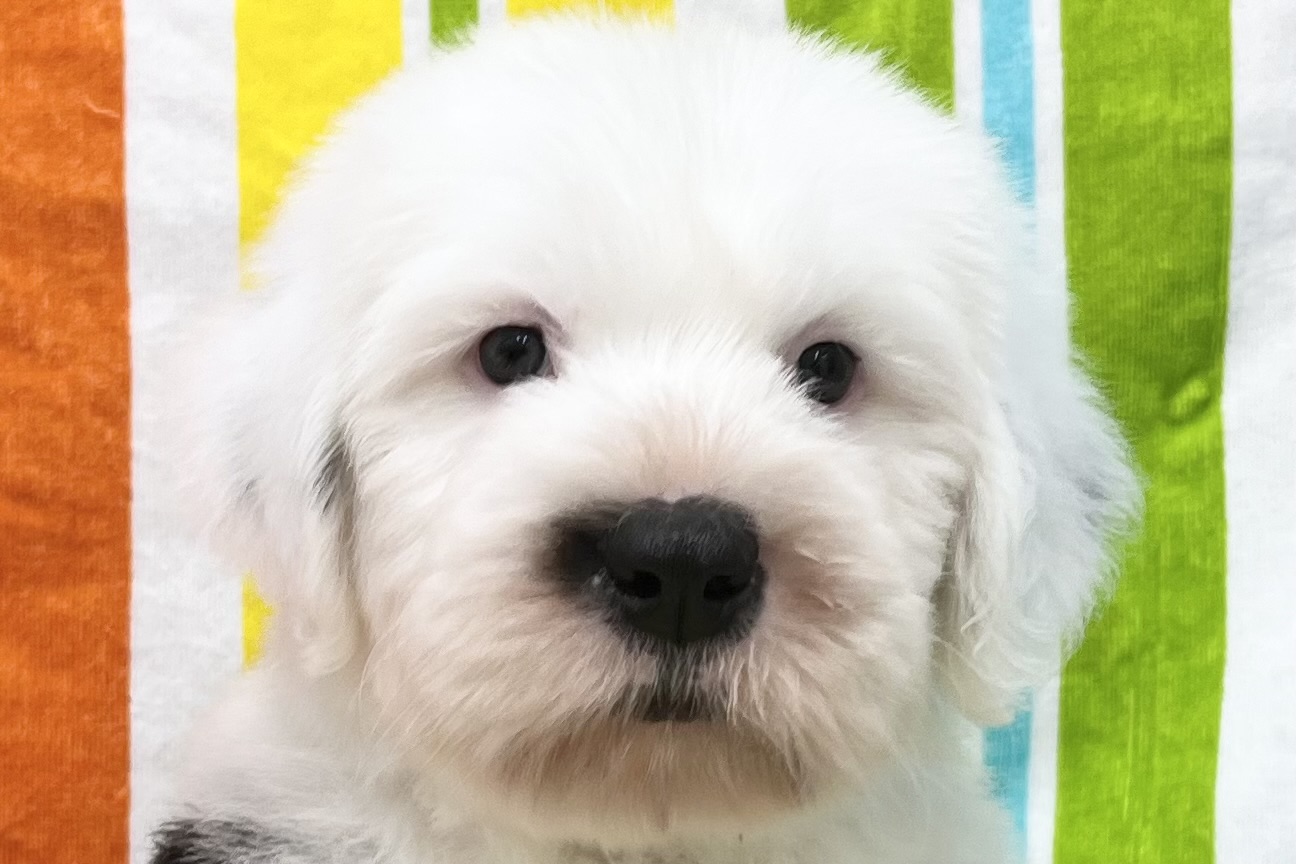 愛知県のオールドイングリッシュシープドッグ (ハピースペット一宮三条アミーゴ店/2026年2月24日生まれ/男の子/グレーホワイト)の子犬の2枚目の画像