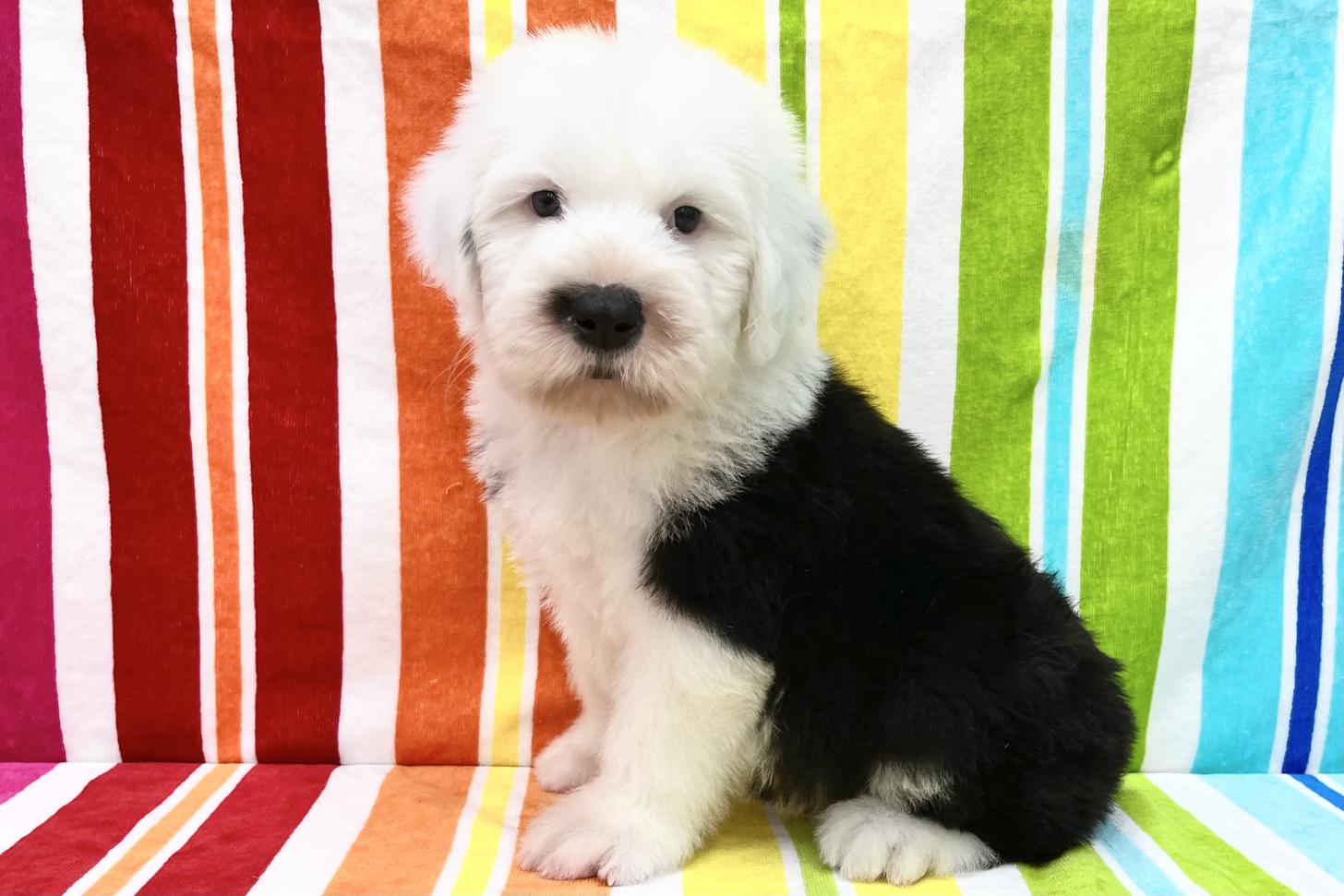 愛知県のオールドイングリッシュシープドッグ (ハピースペット一宮三条アミーゴ店/2026年2月24日生まれ/男の子/グレーホワイト)の子犬の3枚目の画像