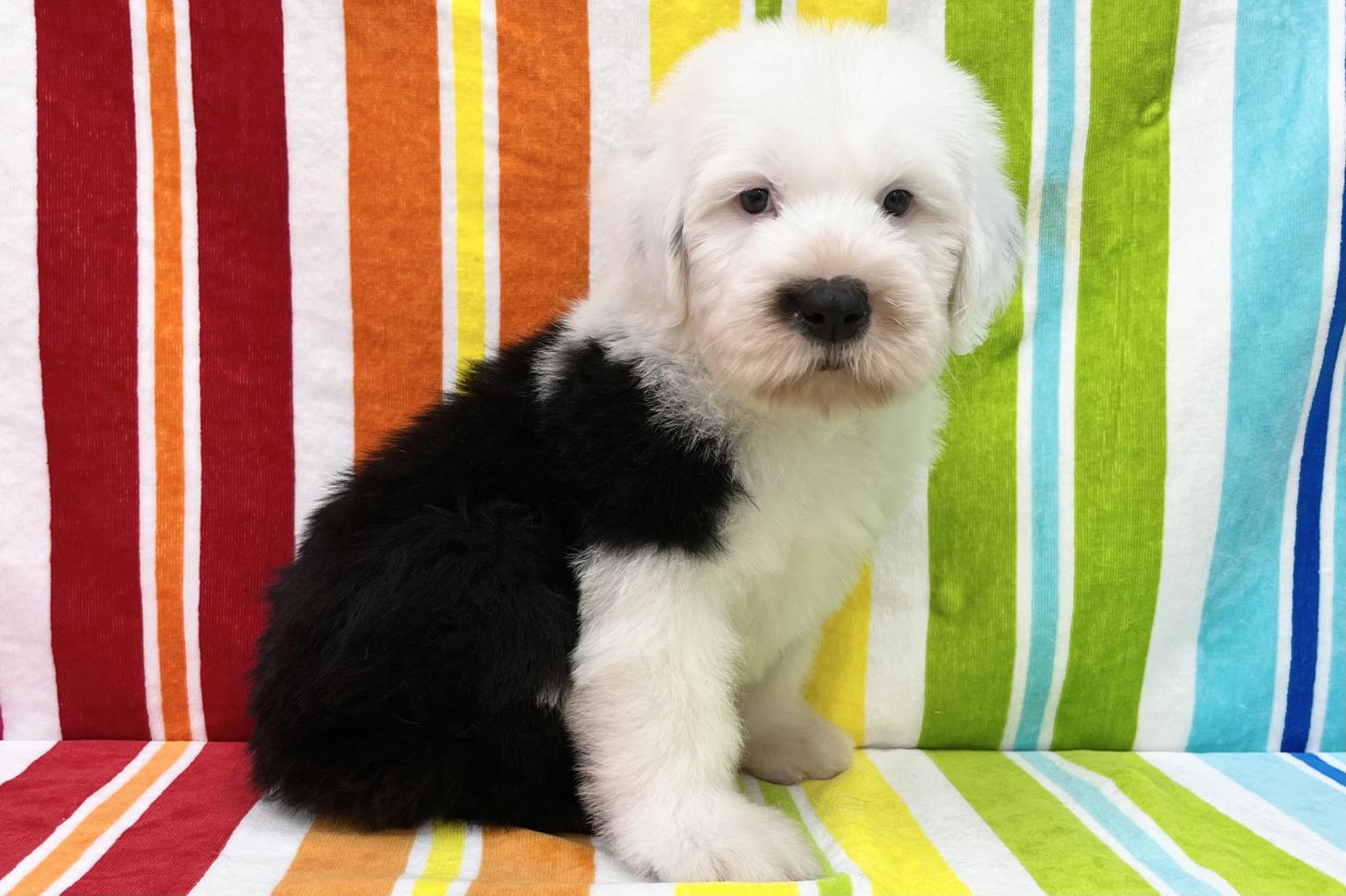 愛知県のオールドイングリッシュシープドッグ (ハピースペット一宮三条アミーゴ店/2026年2月24日生まれ/男の子/グレーホワイト)の子犬の4枚目の画像