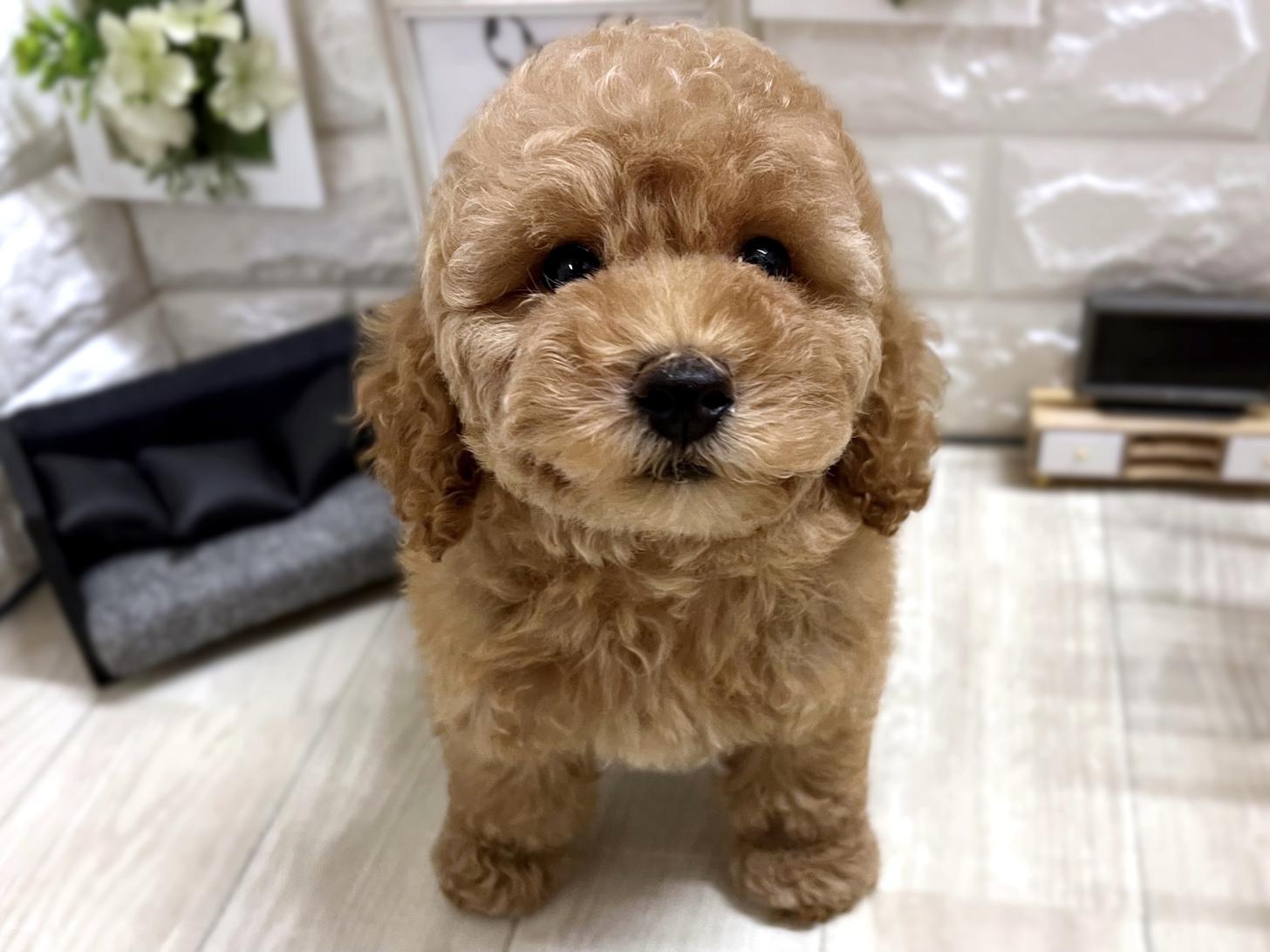 和歌山県のトイプードル(トイ) (DOGMAN和歌山店/2026年3月13日生まれ/男の子/レッドフォーン)の子犬の1枚目の画像