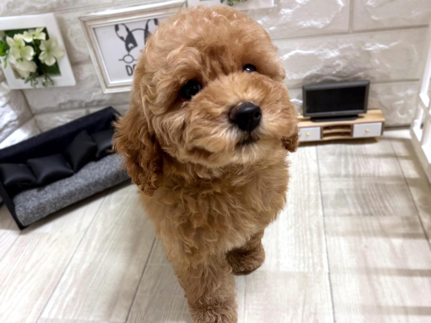 和歌山県のトイプードル(トイ) (DOGMAN和歌山店/2026年3月13日生まれ/男の子/レッドフォーン)の子犬の2枚目の画像
