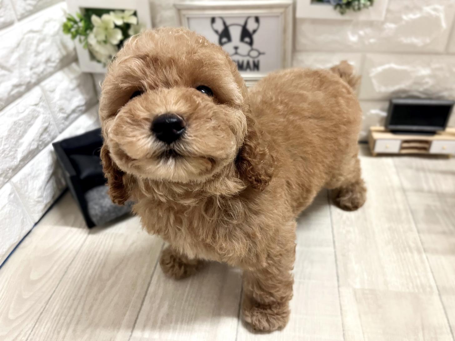 和歌山県のトイプードル(トイ) (DOGMAN和歌山店/2026年3月13日生まれ/男の子/レッドフォーン)の子犬の3枚目の画像