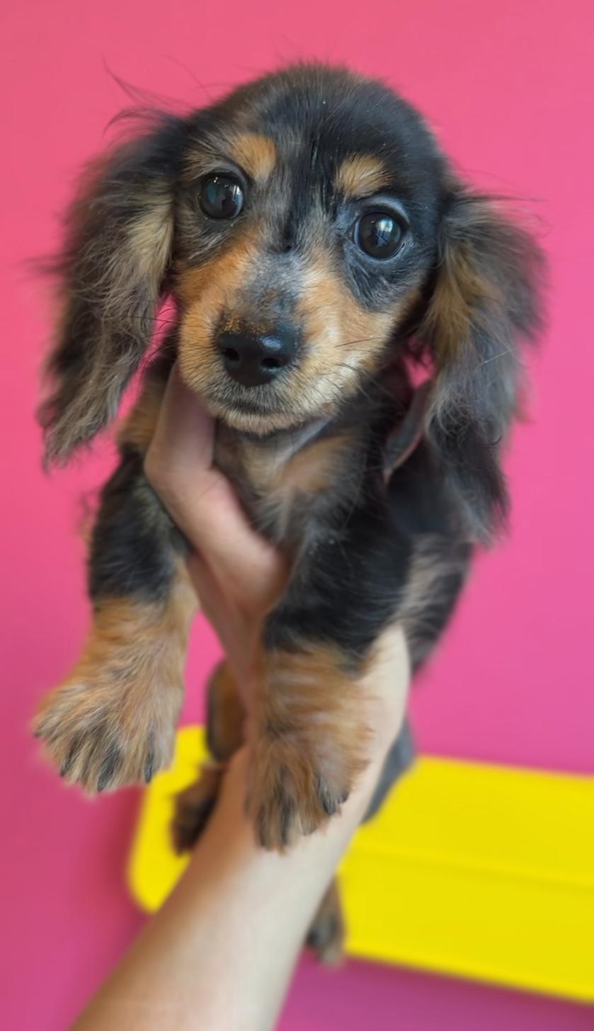 埼玉県のカニンヘンダックスフンド(ロング) (PET SHOP Tiny tales/2025年7月1日生まれ/男の子/シルバーダップル)の子犬の1枚目の画像