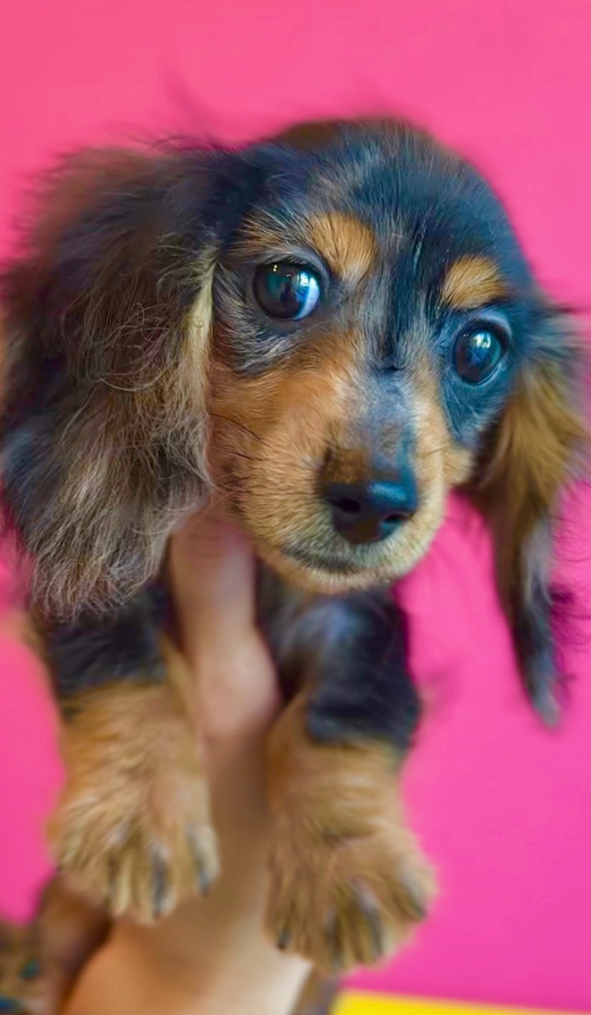埼玉県のカニンヘンダックスフンド(ロング) (PET SHOP Tiny tales/2025年7月1日生まれ/男の子/シルバーダップル)の子犬の1枚目の画像