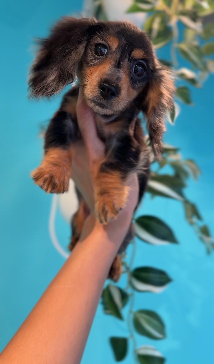 埼玉県のカニンヘンダックスフンド(ロング) (PET SHOP Tiny tales/2025年7月1日生まれ/男の子/シルバーダップル)の子犬の2枚目の画像