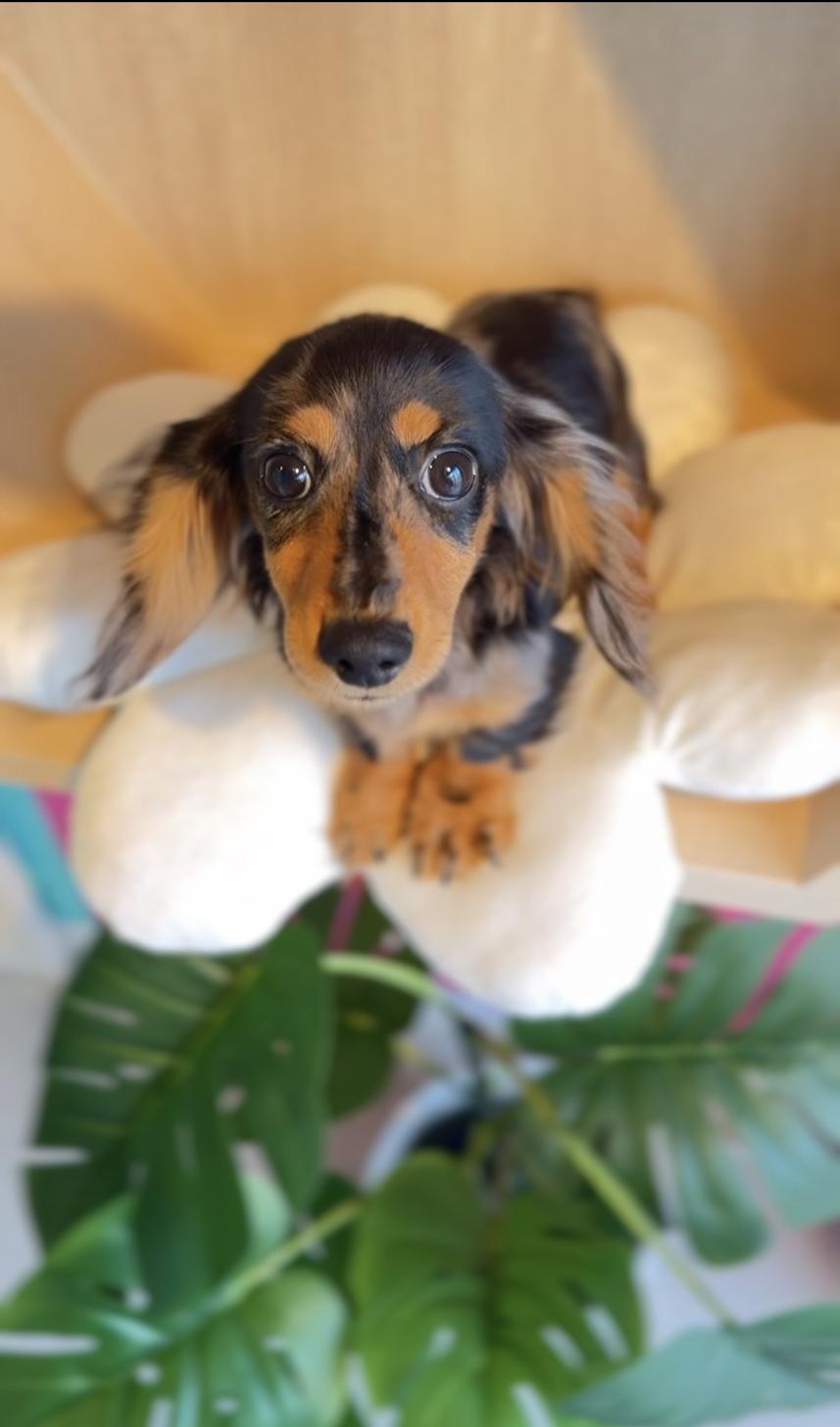 埼玉県のカニンヘンダックスフンド(ロング) (PET SHOP Tiny tales/2025年7月1日生まれ/男の子/シルバーダップル)の子犬の2枚目の画像