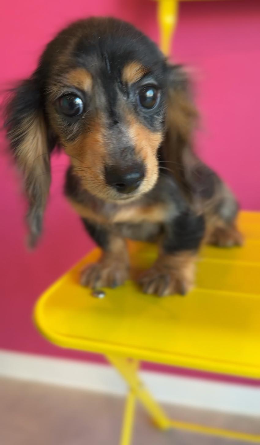 埼玉県のカニンヘンダックスフンド(ロング) (PET SHOP Tiny tales/2025年7月1日生まれ/男の子/シルバーダップル)の子犬の3枚目の画像