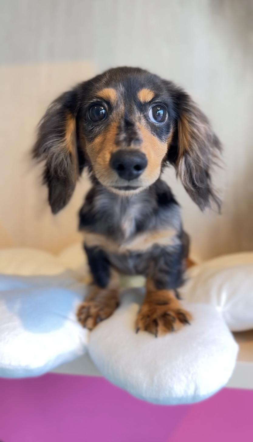 埼玉県のカニンヘンダックスフンド(ロング) (PET SHOP Tiny tales/2025年7月1日生まれ/男の子/シルバーダップル)の子犬の3枚目の画像