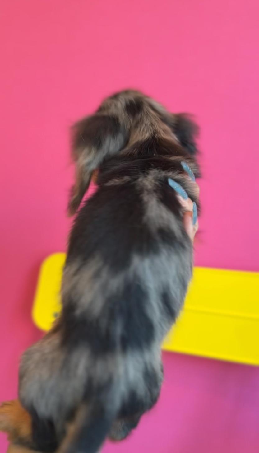 埼玉県のカニンヘンダックスフンド(ロング) (PET SHOP Tiny tales/2025年7月1日生まれ/男の子/シルバーダップル)の子犬の4枚目の画像
