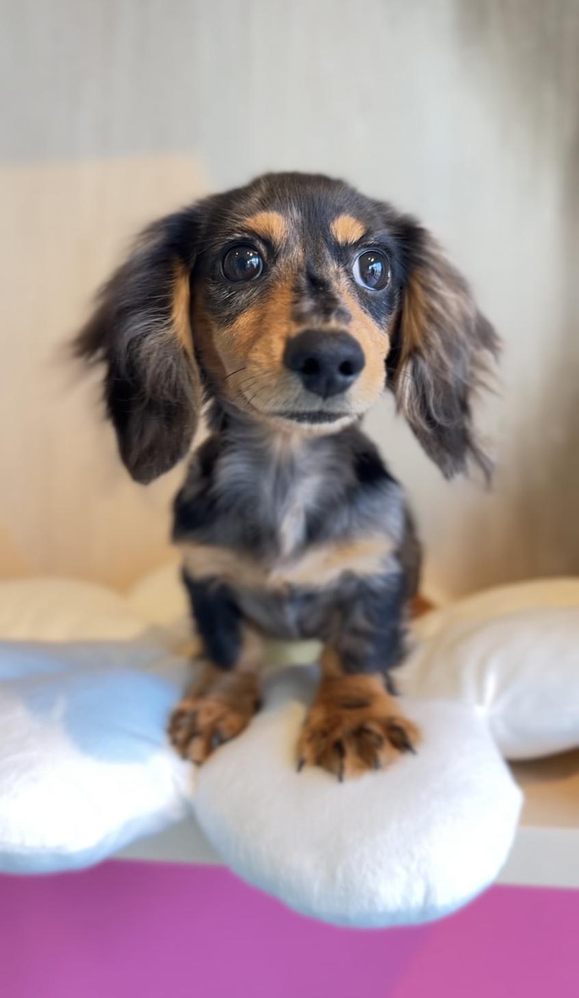 埼玉県のカニンヘンダックスフンド(ロング) (PET SHOP Tiny tales/2025年7月1日生まれ/男の子/シルバーダップル)の子犬の4枚目の画像