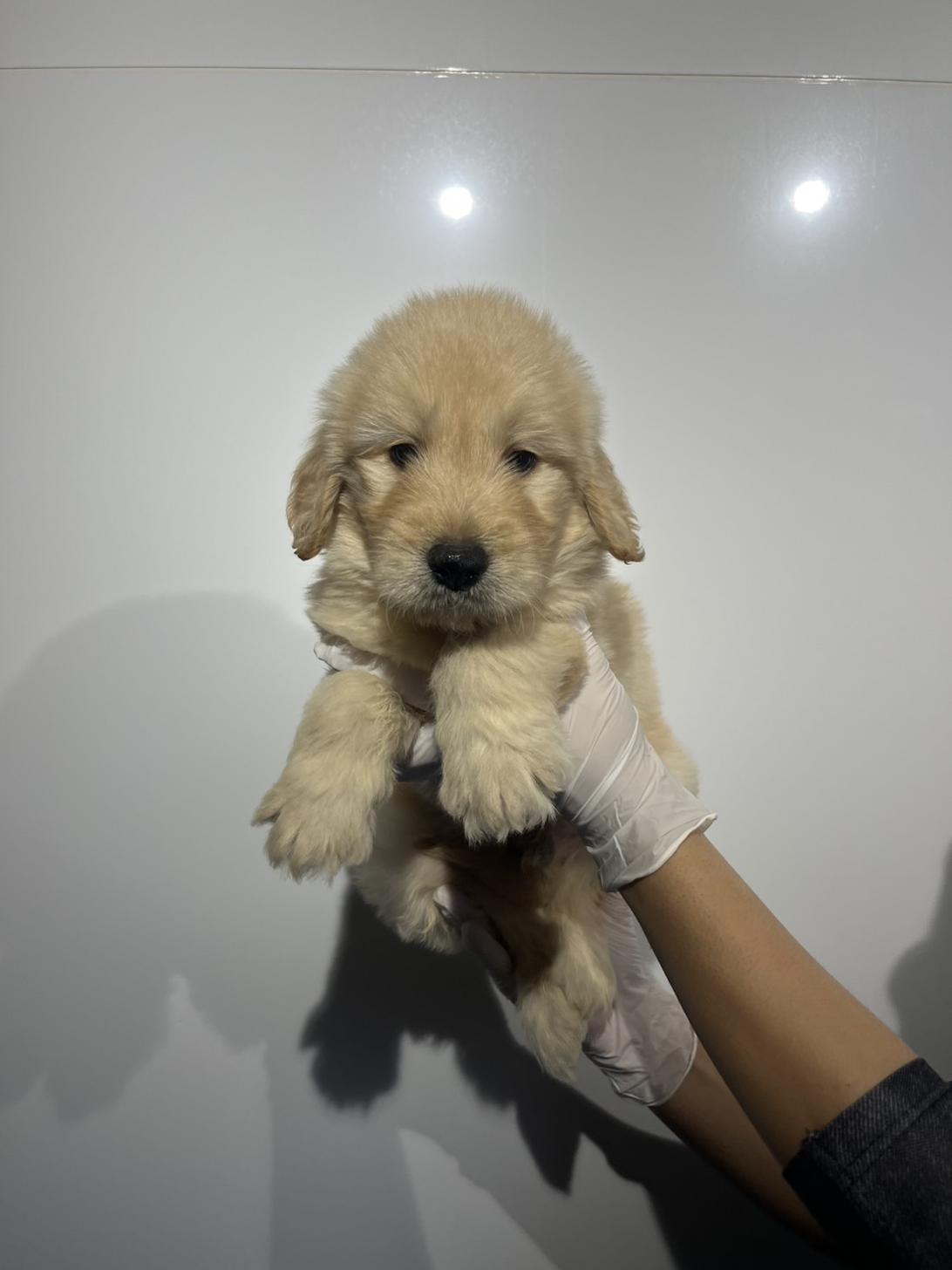 埼玉県のゴールデンドゥードゥル(ゴールデン×プードル) (ペッツスマイル加須インター店/2026年1月3日生まれ/男の子/その他色)の子犬の1枚目の画像