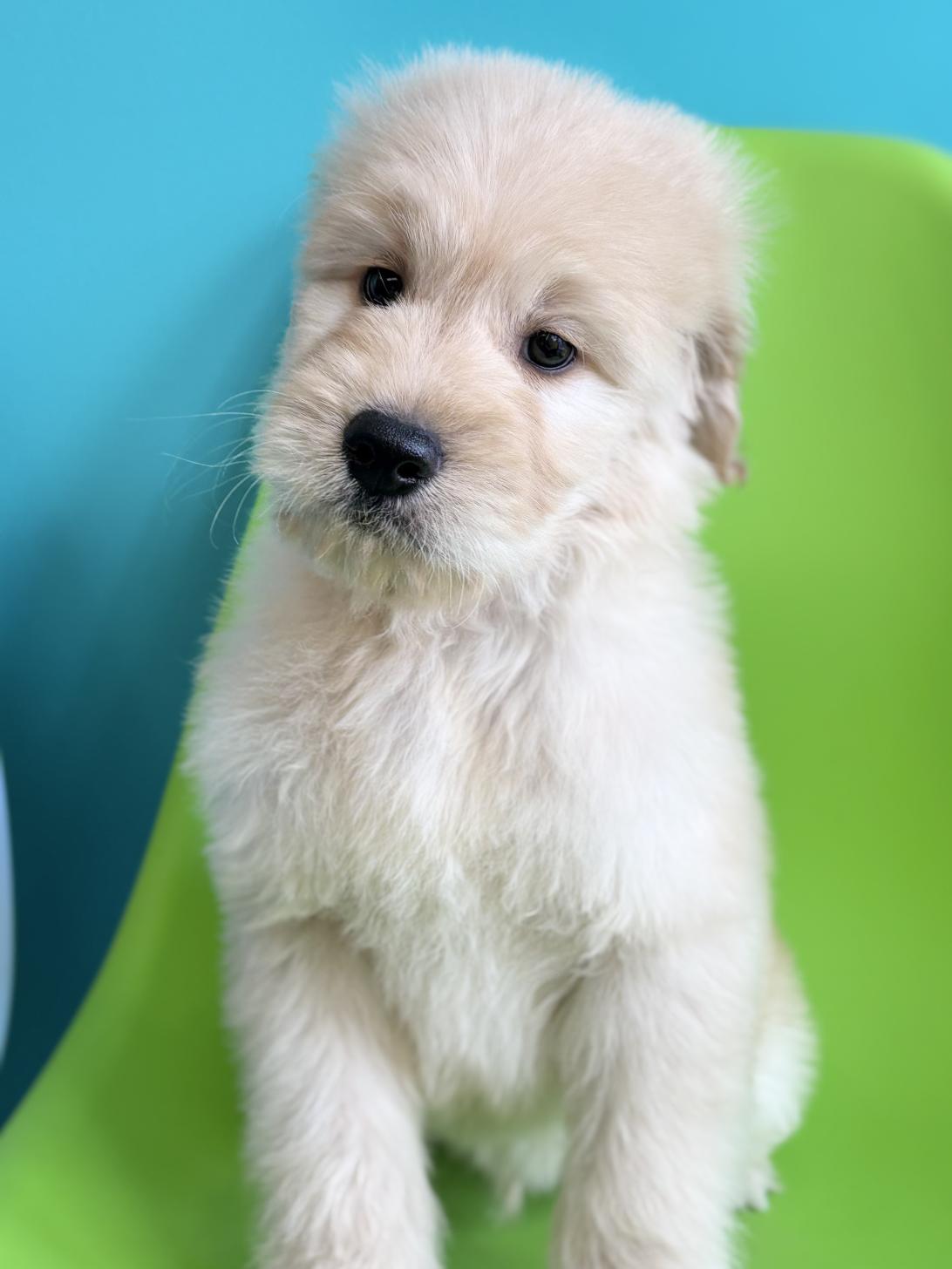 埼玉県のゴールデンドゥードゥル(ゴールデン×プードル) (ペッツスマイル加須インター店/2026年1月3日生まれ/男の子/その他色)の子犬の1枚目の画像