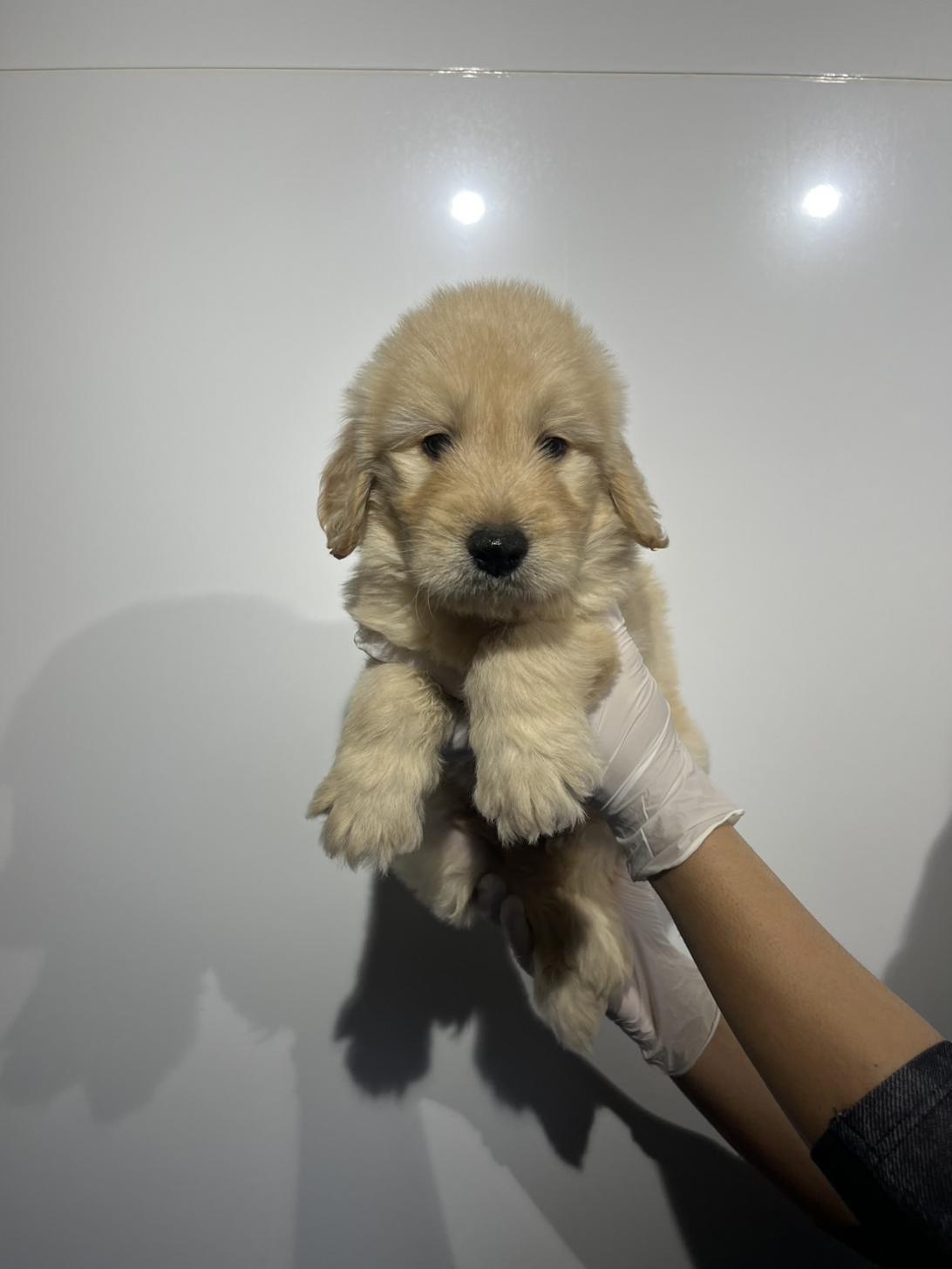 埼玉県のゴールデンドゥードゥル(ゴールデン×プードル) (ペッツスマイル加須インター店/2026年1月3日生まれ/男の子/その他色)の子犬の2枚目の画像