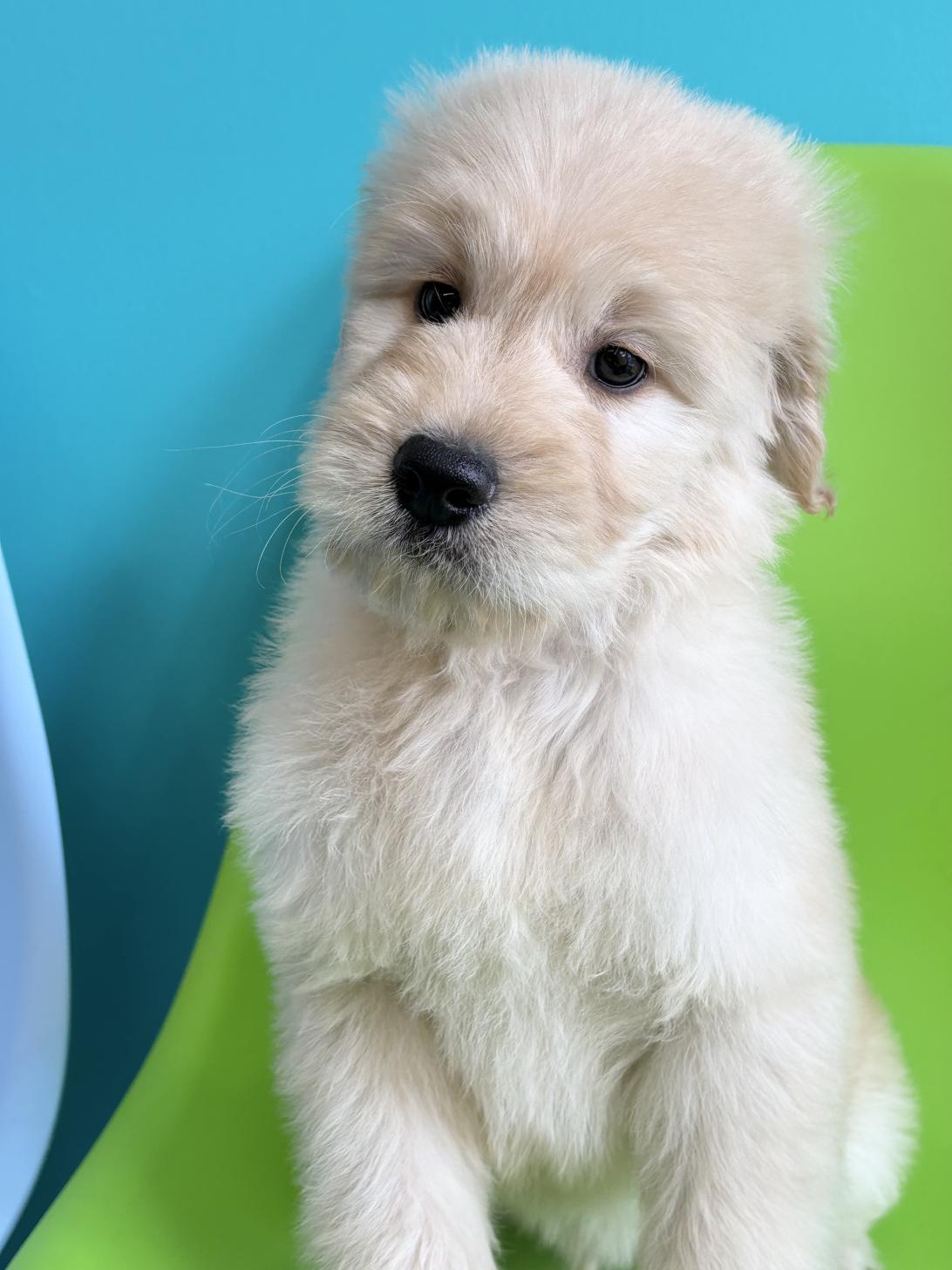 埼玉県のゴールデンドゥードゥル(ゴールデン×プードル) (ペッツスマイル加須インター店/2026年1月3日生まれ/男の子/その他色)の子犬の2枚目の画像