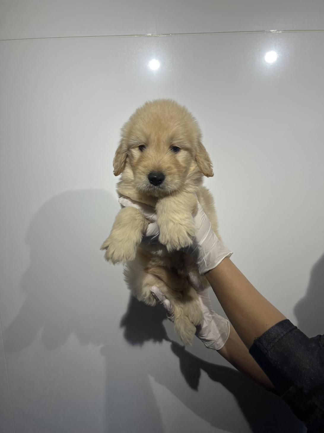 埼玉県のゴールデンドゥードゥル(ゴールデン×プードル) (ペッツスマイル加須インター店/2026年1月3日生まれ/男の子/その他色)の子犬の3枚目の画像