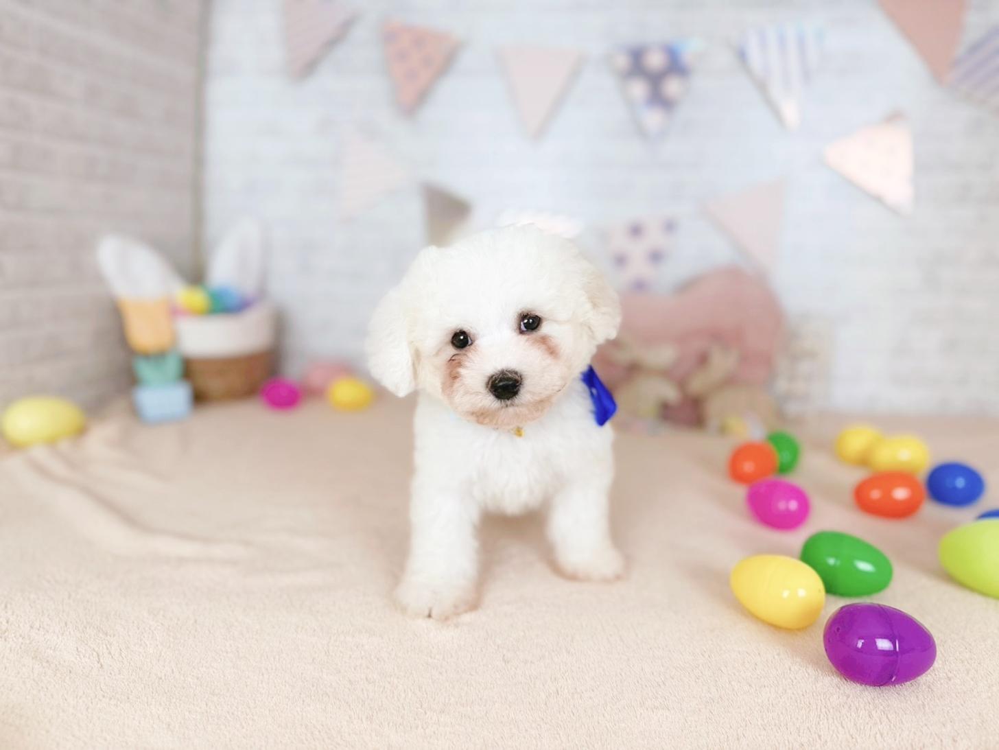 北海道のビションフリーゼ (ペットショップだんぼ/2026年2月19日生まれ/男の子/ホワイト)の子犬の1枚目の画像