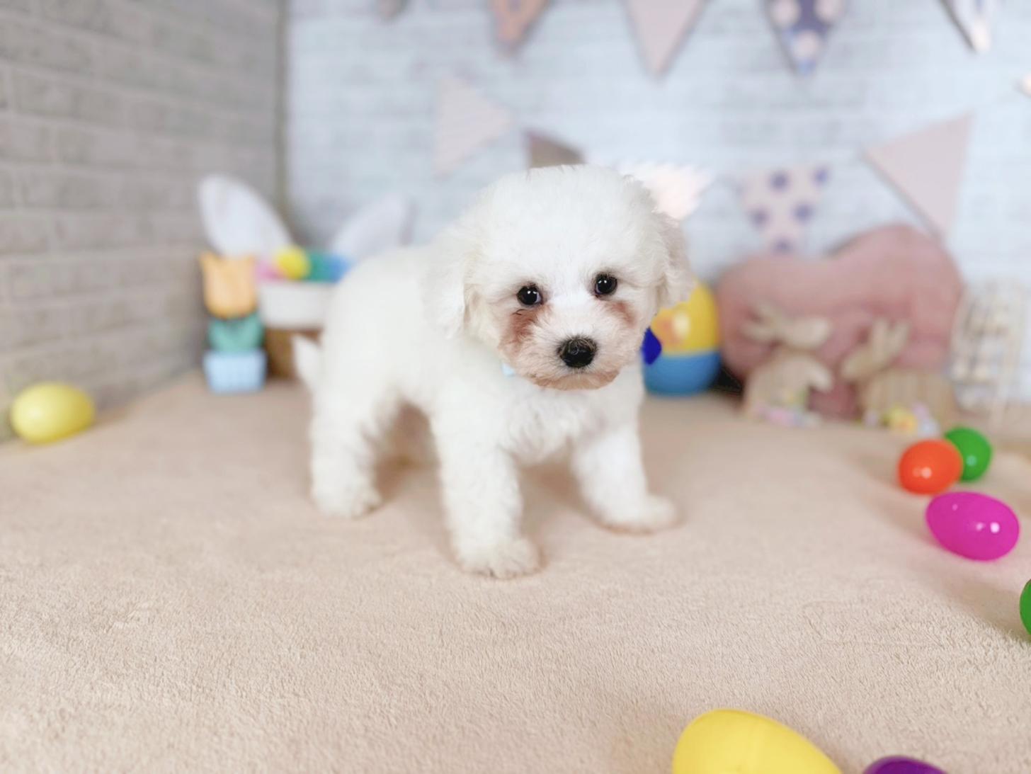 北海道のビションフリーゼ (ペットショップだんぼ/2026年2月19日生まれ/男の子/ホワイト)の子犬の2枚目の画像