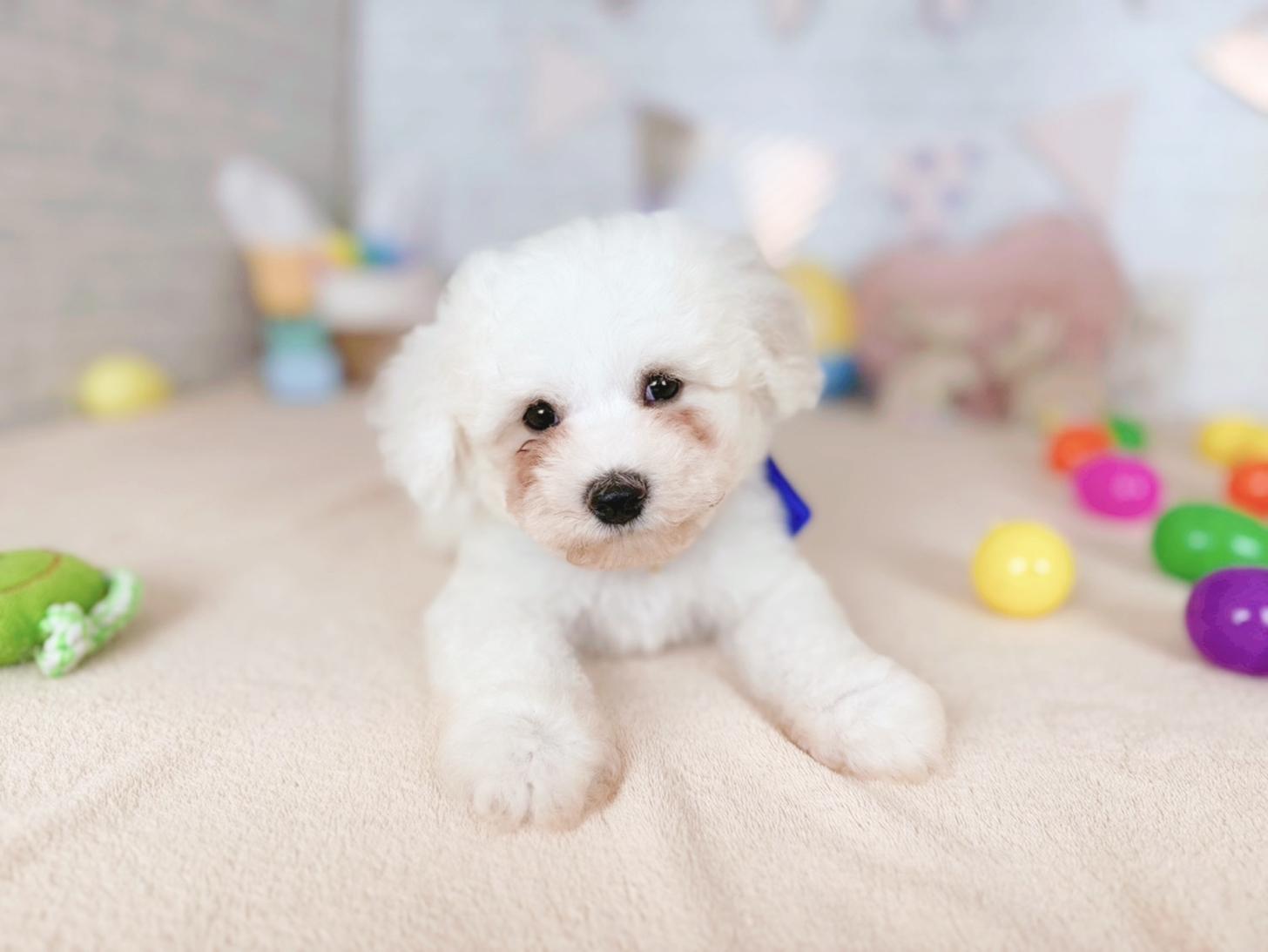 北海道のビションフリーゼ (ペットショップだんぼ/2026年2月19日生まれ/男の子/ホワイト)の子犬の3枚目の画像