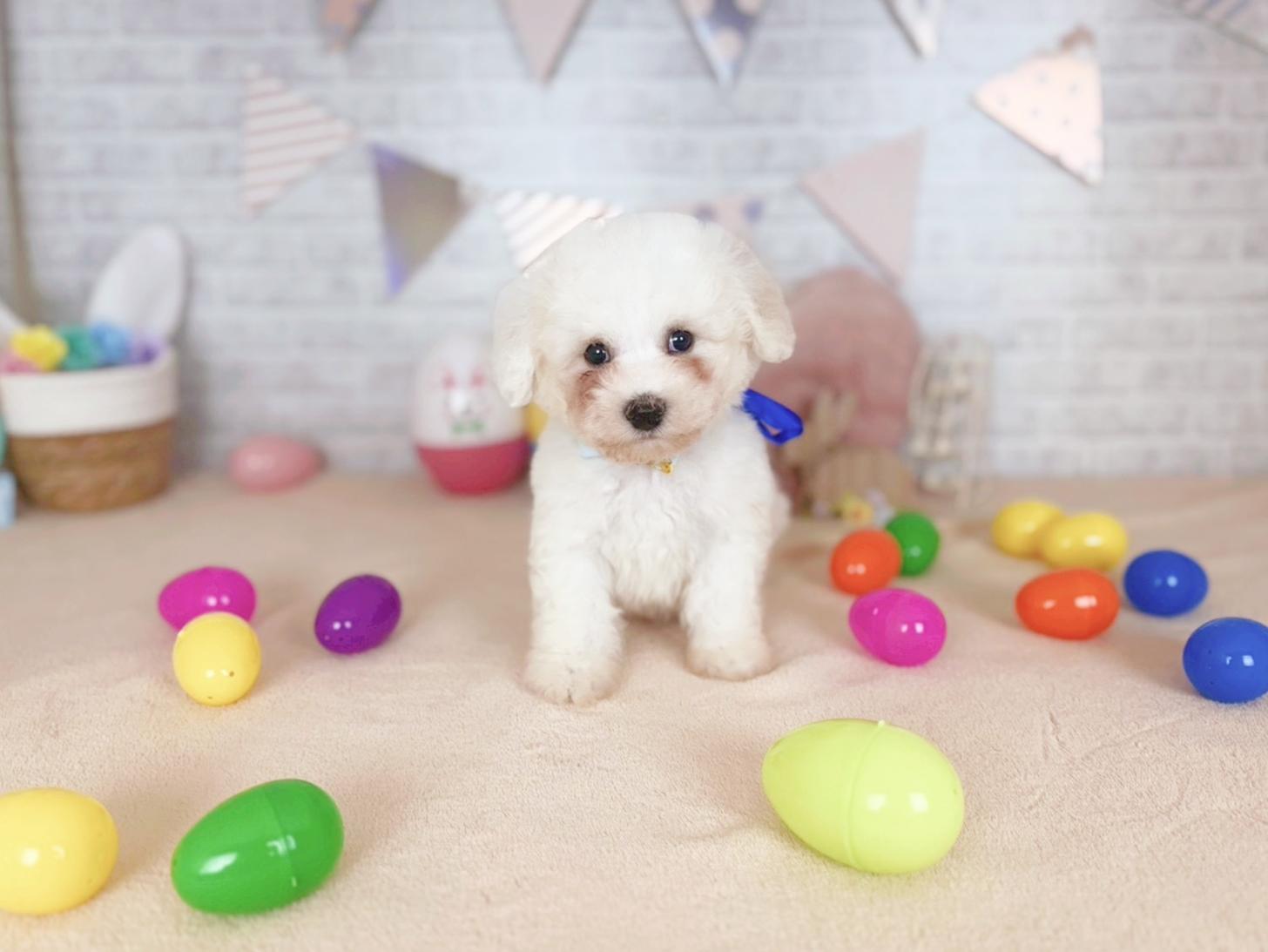 北海道のビションフリーゼ (ペットショップだんぼ/2026年2月19日生まれ/男の子/ホワイト)の子犬の4枚目の画像
