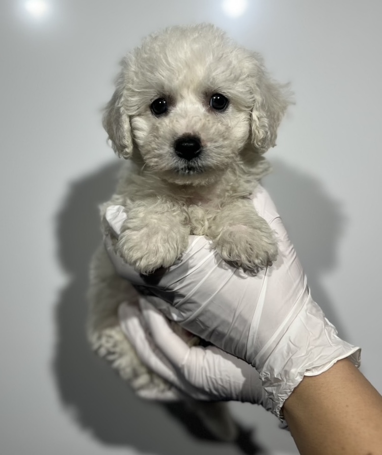 埼玉県のビションフリーゼ (ペッツスマイル南中野店/2025年11月2日生まれ/男の子/ホワイト)の子犬の1枚目の画像