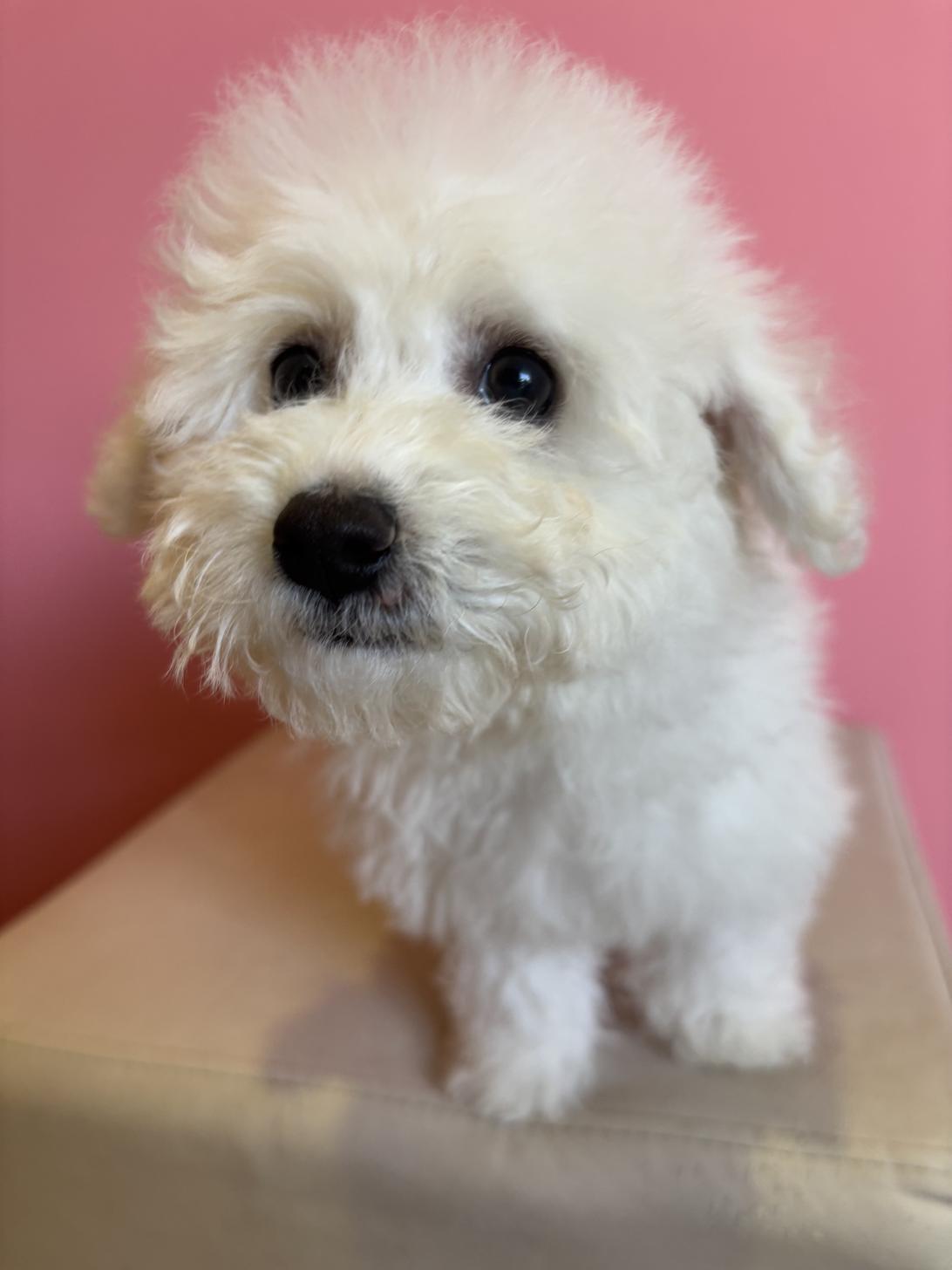 埼玉県のビションフリーゼ (ペッツスマイル南中野店/2025年11月2日生まれ/男の子/ホワイト)の子犬の1枚目の画像