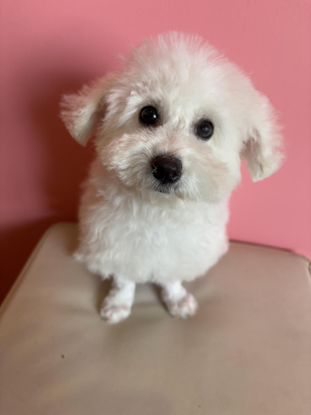 埼玉県のビションフリーゼ (ペッツスマイル南中野店/2025年11月2日生まれ/男の子/ホワイト)の子犬の2枚目の画像