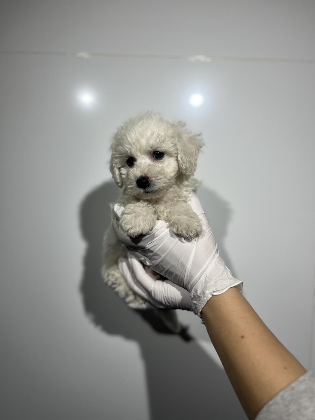 埼玉県のビションフリーゼ (ペッツスマイル南中野店/2025年11月2日生まれ/男の子/ホワイト)の子犬の2枚目の画像