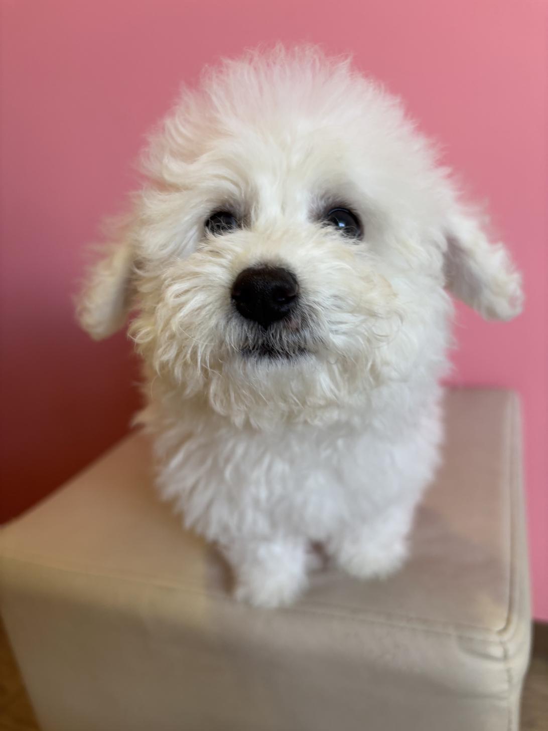 埼玉県のビションフリーゼ (ペッツスマイル南中野店/2025年11月2日生まれ/男の子/ホワイト)の子犬の2枚目の画像