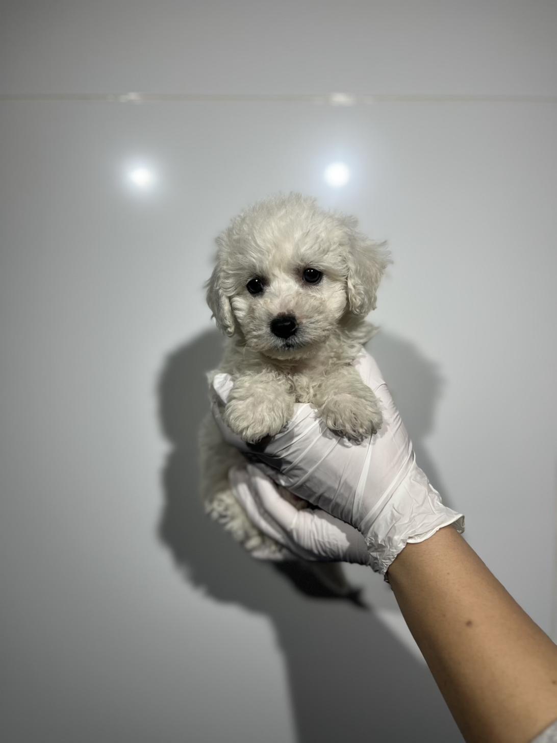 埼玉県のビションフリーゼ (ペッツスマイル南中野店/2025年11月2日生まれ/男の子/ホワイト)の子犬の3枚目の画像