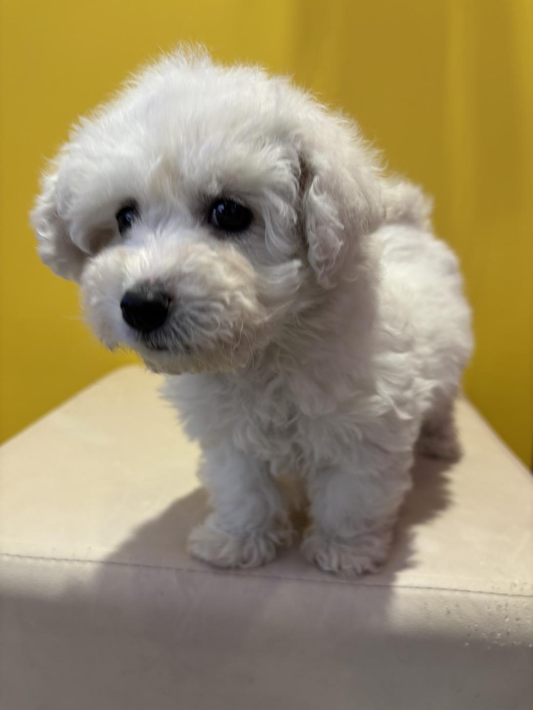 埼玉県のビションフリーゼ (ペッツスマイル南中野店/2025年11月2日生まれ/男の子/ホワイト)の子犬の3枚目の画像