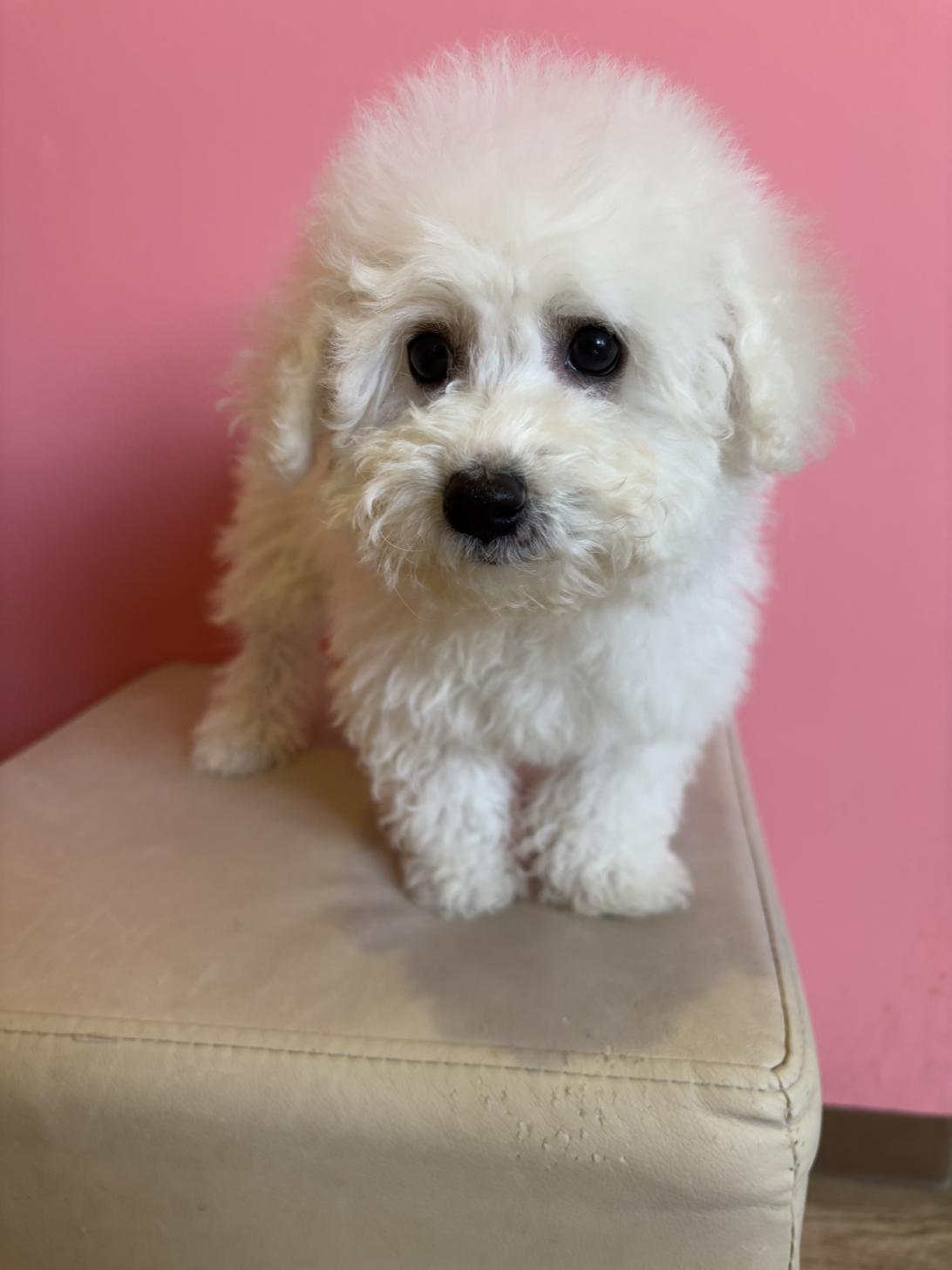 埼玉県のビションフリーゼ (ペッツスマイル南中野店/2025年11月2日生まれ/男の子/ホワイト)の子犬の3枚目の画像