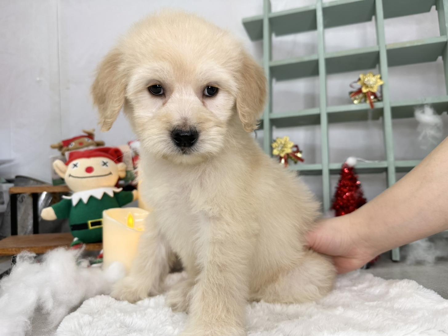 北海道のゴールデンドゥードゥル(ゴールデン×プードル) (ラブワンコ カインズ大曲店/2025年10月19日生まれ/女の子/クリーム)の子犬