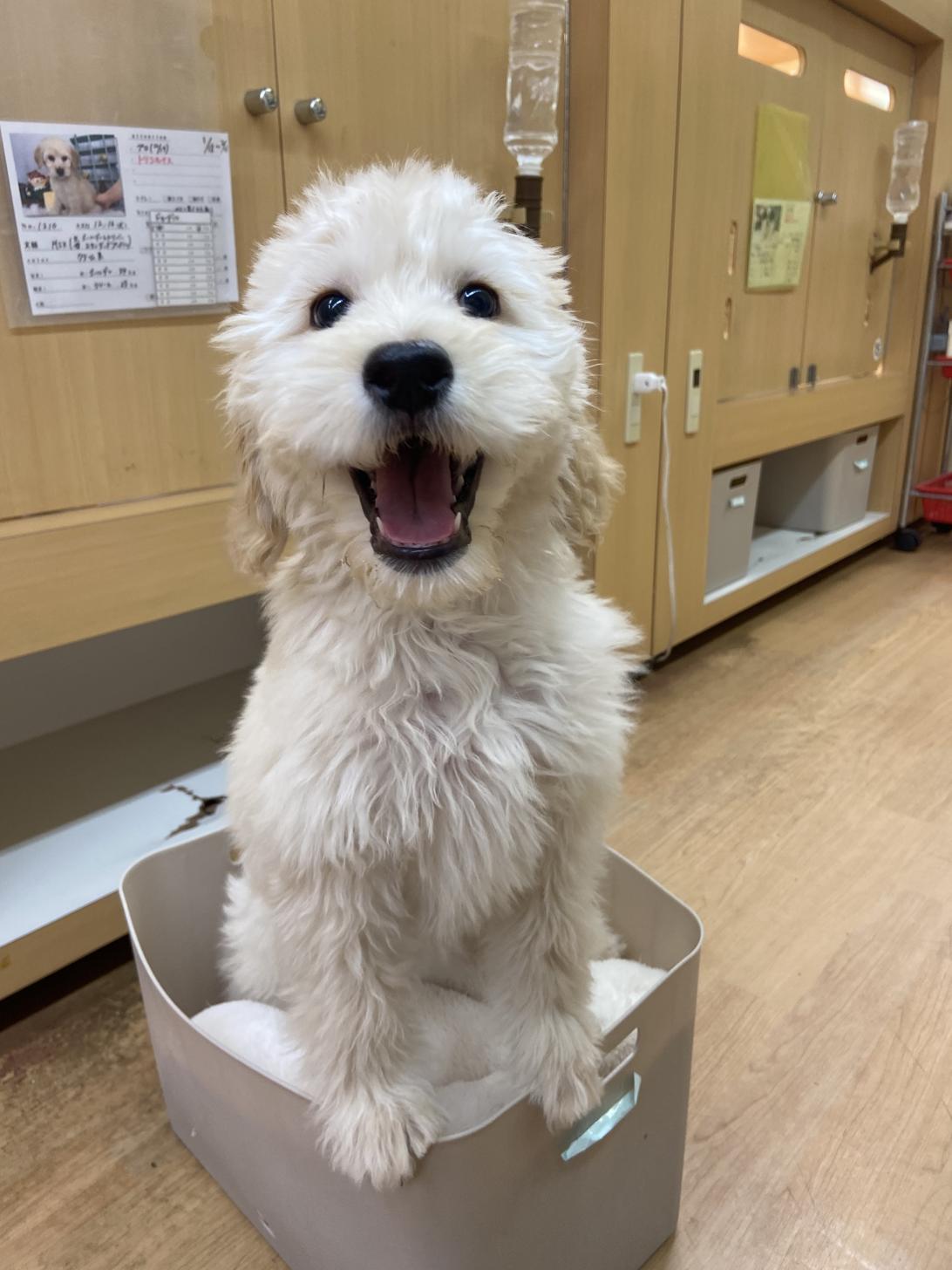 北海道のゴールデンドゥードゥル(ゴールデン×プードル) (ラブワンコ カインズ大曲店/2025年10月19日生まれ/女の子/クリーム)の子犬