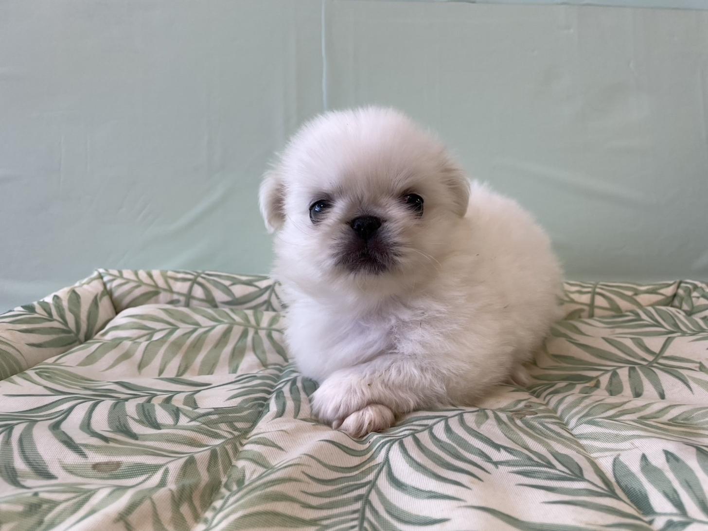 佐賀県のペキニーズ (スタードッグス新鳥栖店/2025年7月10日生まれ/女の子/ホワイト)の子犬