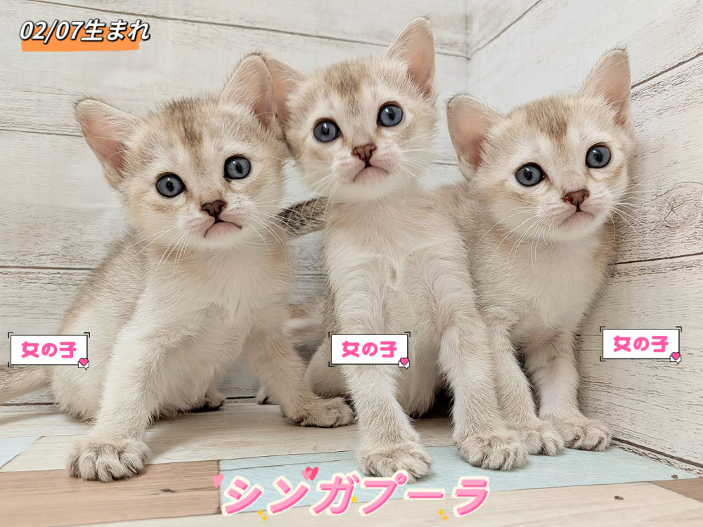 新潟県のシンガプーラ (竹内ペット 新津本店/2026年2月7日生まれ/女の子/セピアアグーティ)の子猫の1枚目の画像