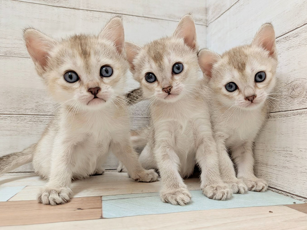 新潟県のシンガプーラ (竹内ペット 新津本店/2026年2月7日生まれ/女の子/セピアアグーティ)の子猫の2枚目の画像