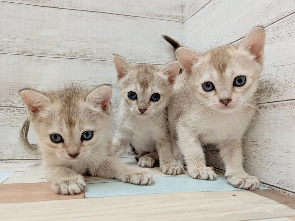 新潟県のシンガプーラ (竹内ペット 新津本店/2026年2月7日生まれ/女の子/セピアアグーティ)の子猫の3枚目の画像