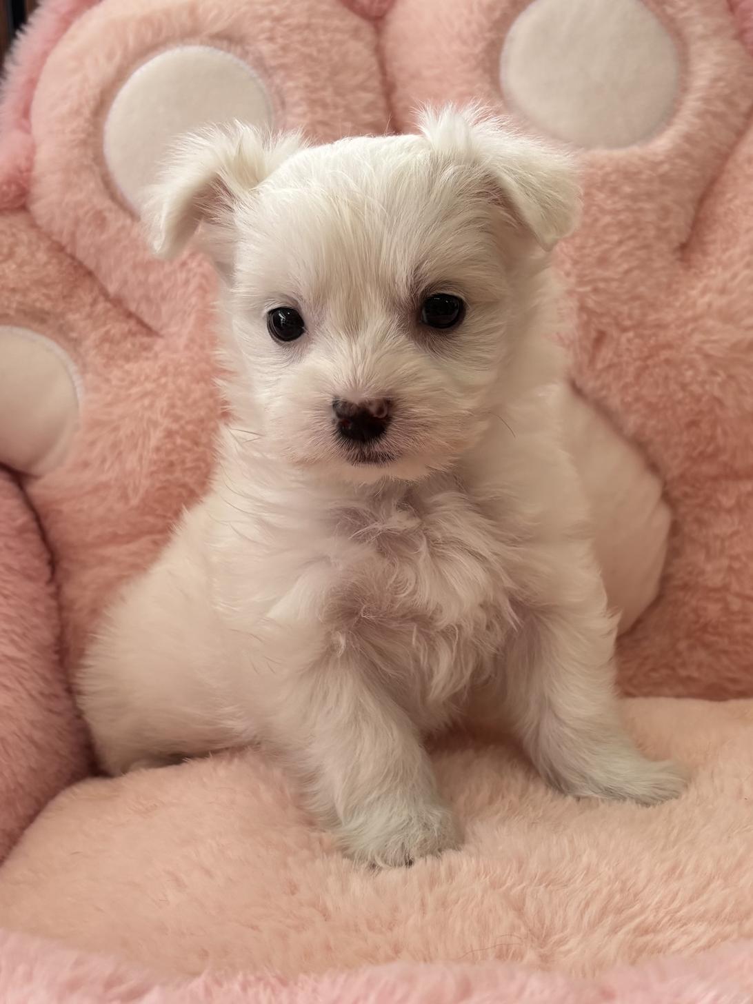 佐賀県のチワマル/マルチワ(チワワ×マルチーズ) (スタードッグス新鳥栖店/2026年1月8日生まれ/女の子/ホワイト)の子犬