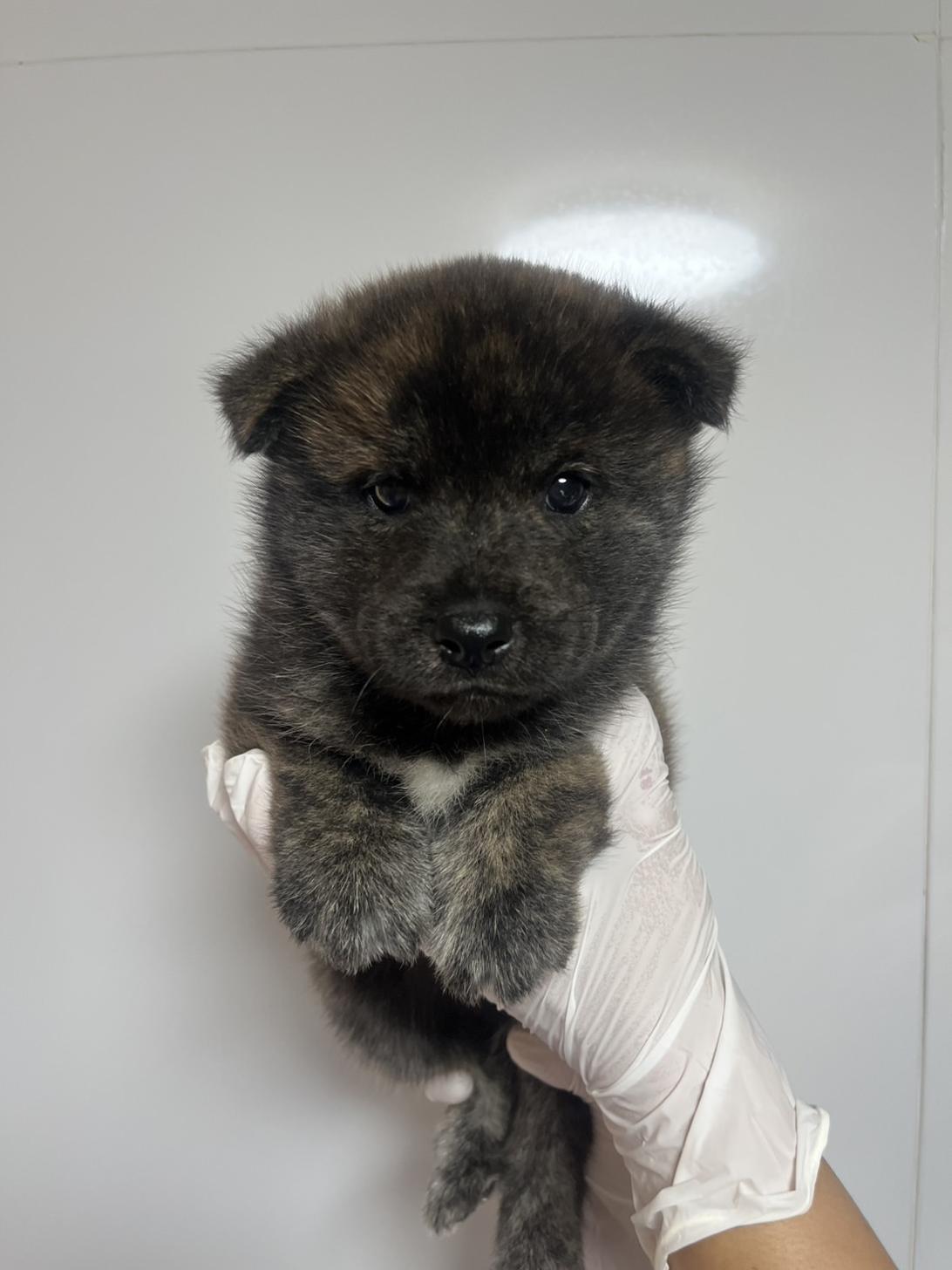 埼玉県のハーフ犬・ミックス犬 (ペッツスマイル加須インター店/2026年7月16日生まれ/男の子/虎)の子犬