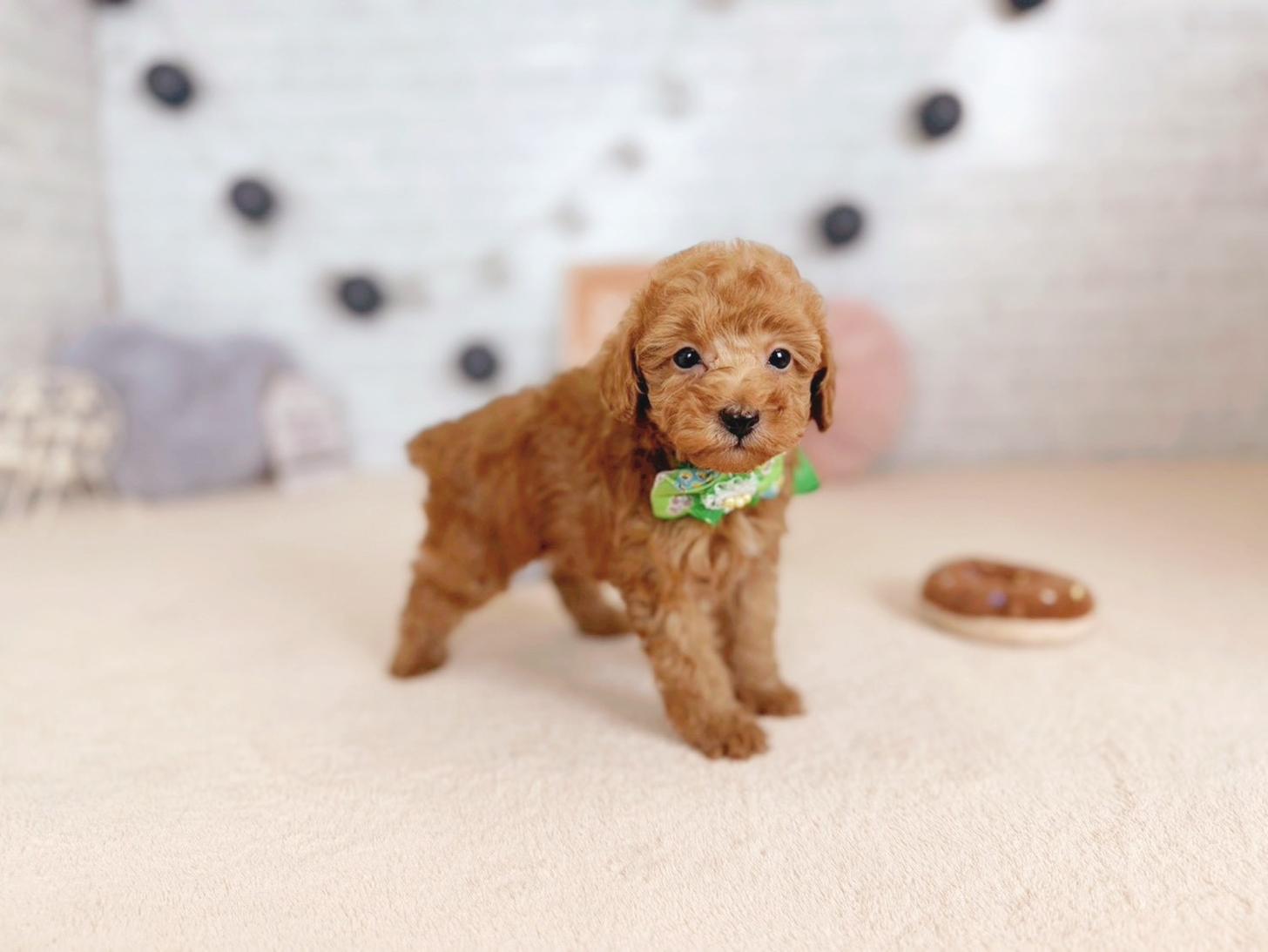 北海道のトイプードル(トイ) (ペットショップだんぼ/2025年9月25日生まれ/男の子/アプリコット)の子犬の1枚目の画像