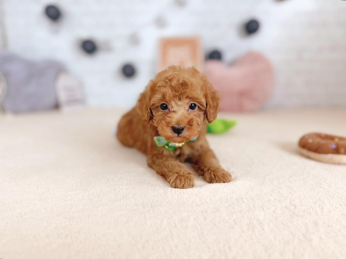 北海道のトイプードル(トイ) (ペットショップだんぼ/2025年9月25日生まれ/男の子/アプリコット)の子犬の2枚目の画像