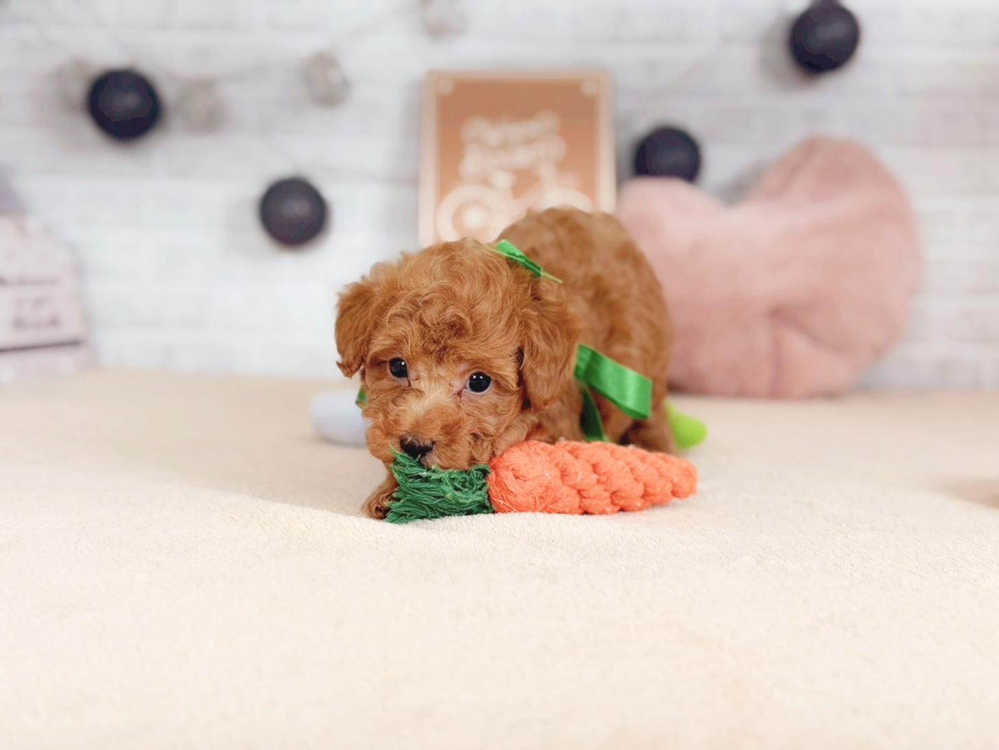 北海道のトイプードル(トイ) (ペットショップだんぼ/2025年9月25日生まれ/男の子/アプリコット)の子犬の3枚目の画像