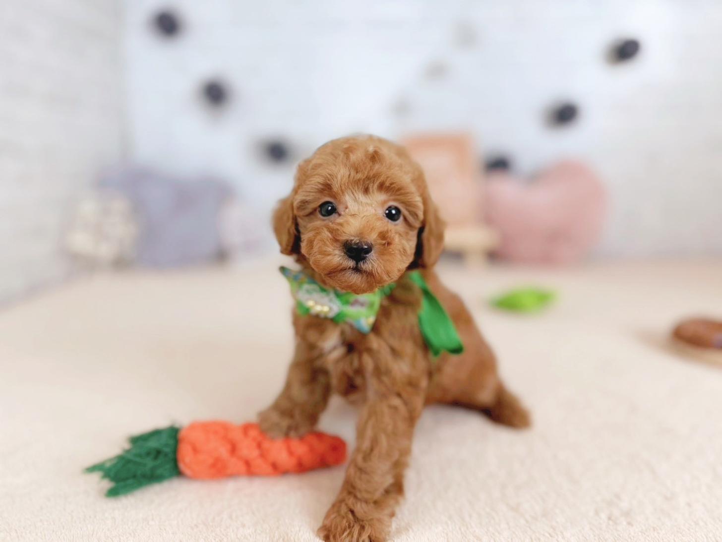 北海道のトイプードル(トイ) (ペットショップだんぼ/2025年9月25日生まれ/男の子/アプリコット)の子犬の4枚目の画像