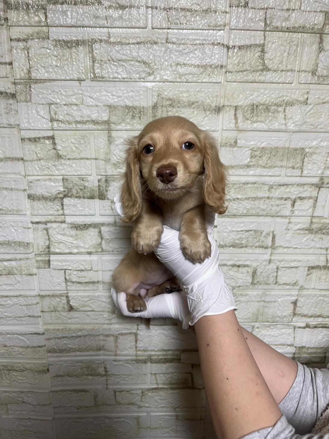 埼玉県のミニチュアダックスフンド(ロング) (ペッツスマイル加須インター店/2026年1月30日生まれ/女の子/イエロー)の子犬