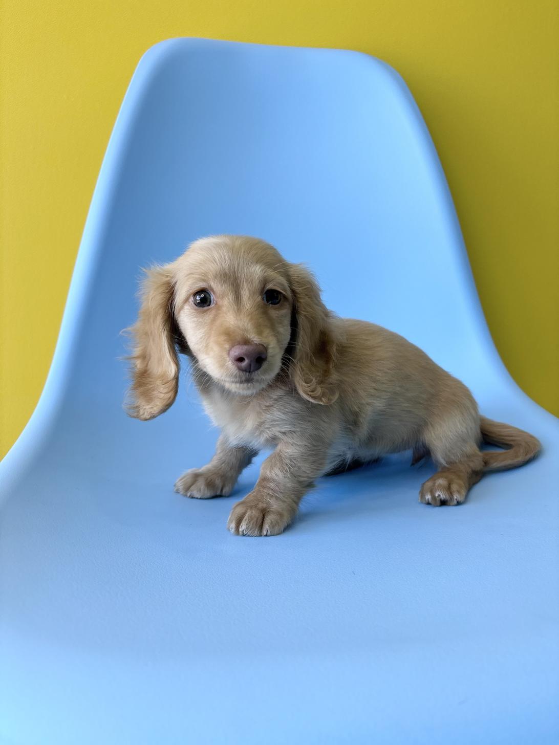 埼玉県のミニチュアダックスフンド(ロング) (ペッツスマイル加須インター店/2026年1月30日生まれ/女の子/イエロー)の子犬の1枚目の画像